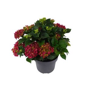 Hortensia (Hydrangea macrophylla) rood D 15 H 40 cm offre à 9,99€ sur Intratuin